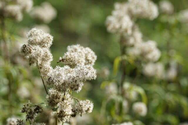 Valerian (valerian)