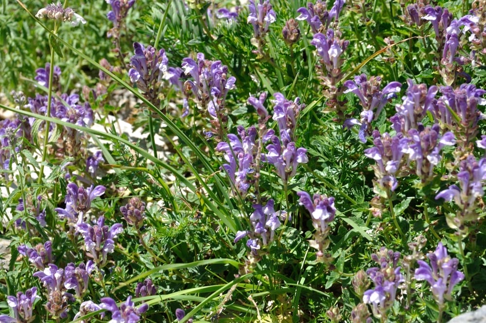 Baikal thyroid flowers