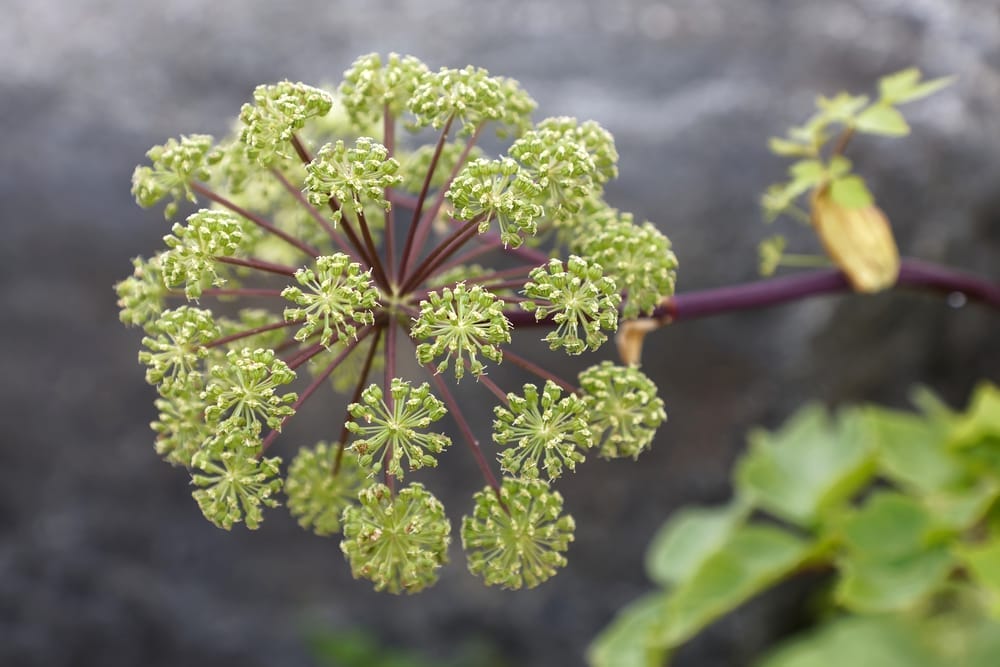 Angelica archangelica