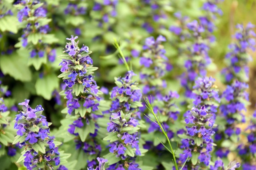 Catnip flowers