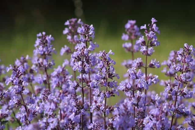 Catnip (Nepeta L.).