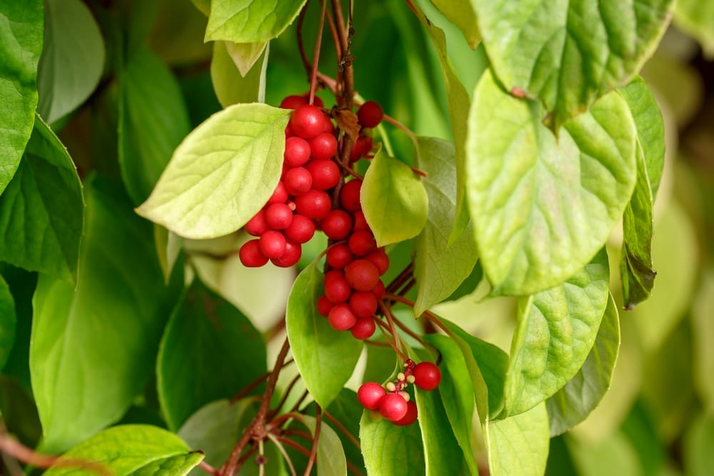 Chinese Citronella (Schisandra chinensis)